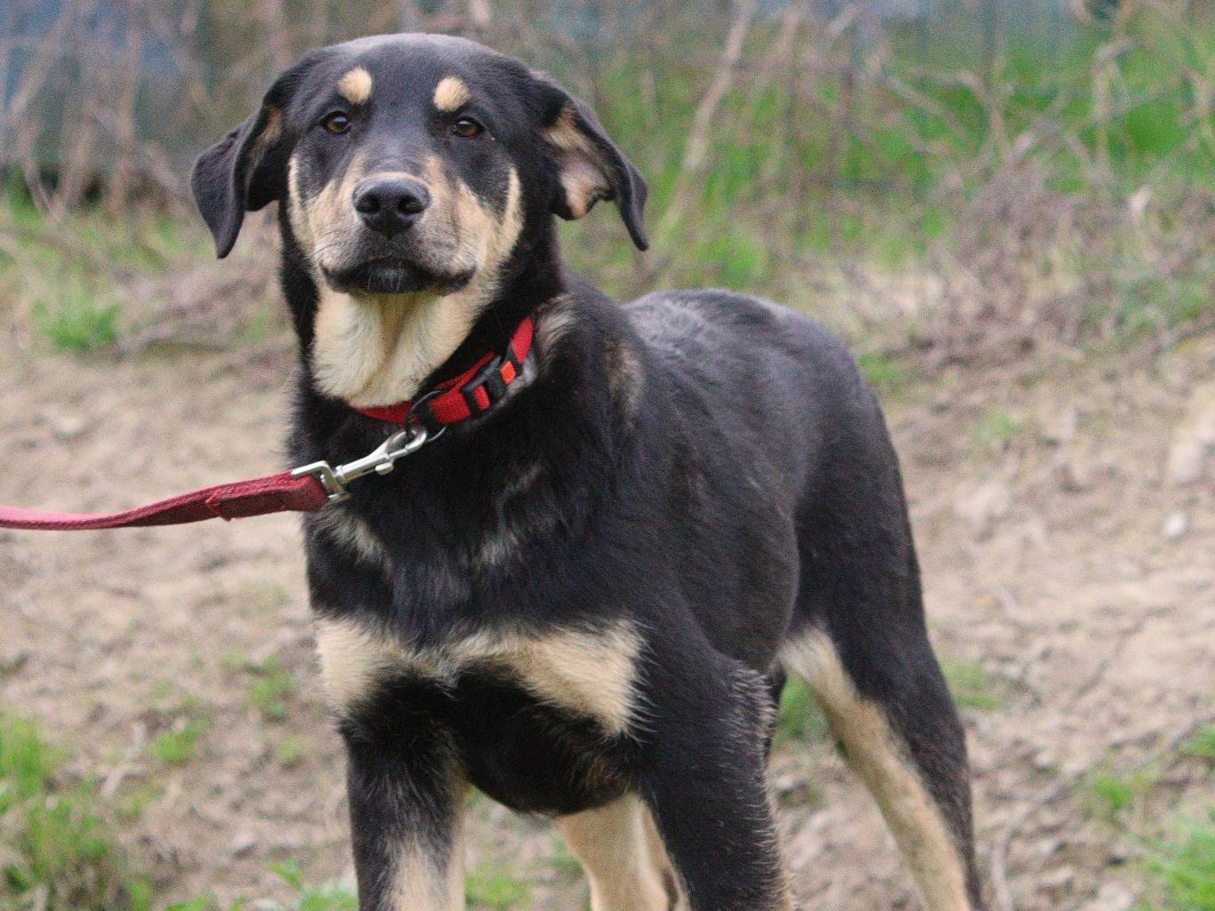 Adotta un cane, taglia media, maschio, Piacenza