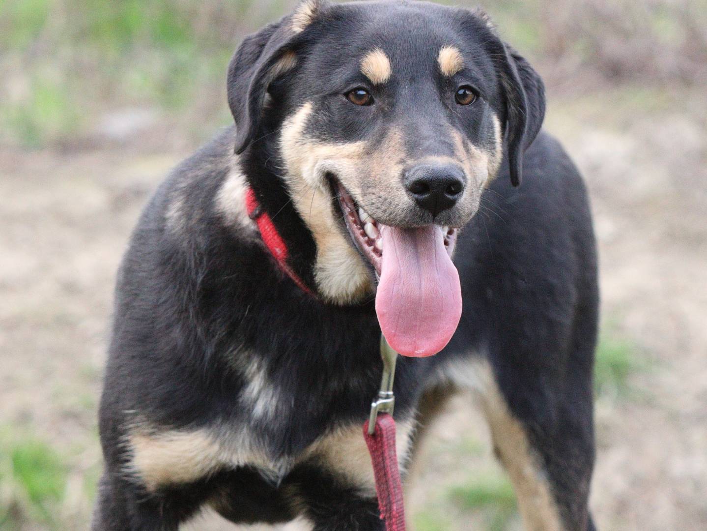 Vuoi adottare un cane a Piacenza?