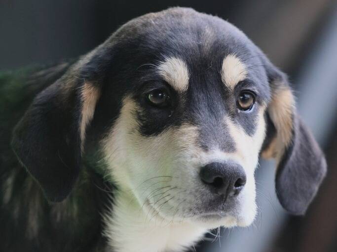Adozione cane, femmina, Razza sconosciuta Razza sconosciuta, 6 mesi, taglia media, Piacenza