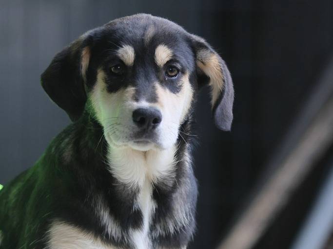 Adotta un cane, femmina, 6 mesi, Piacenza