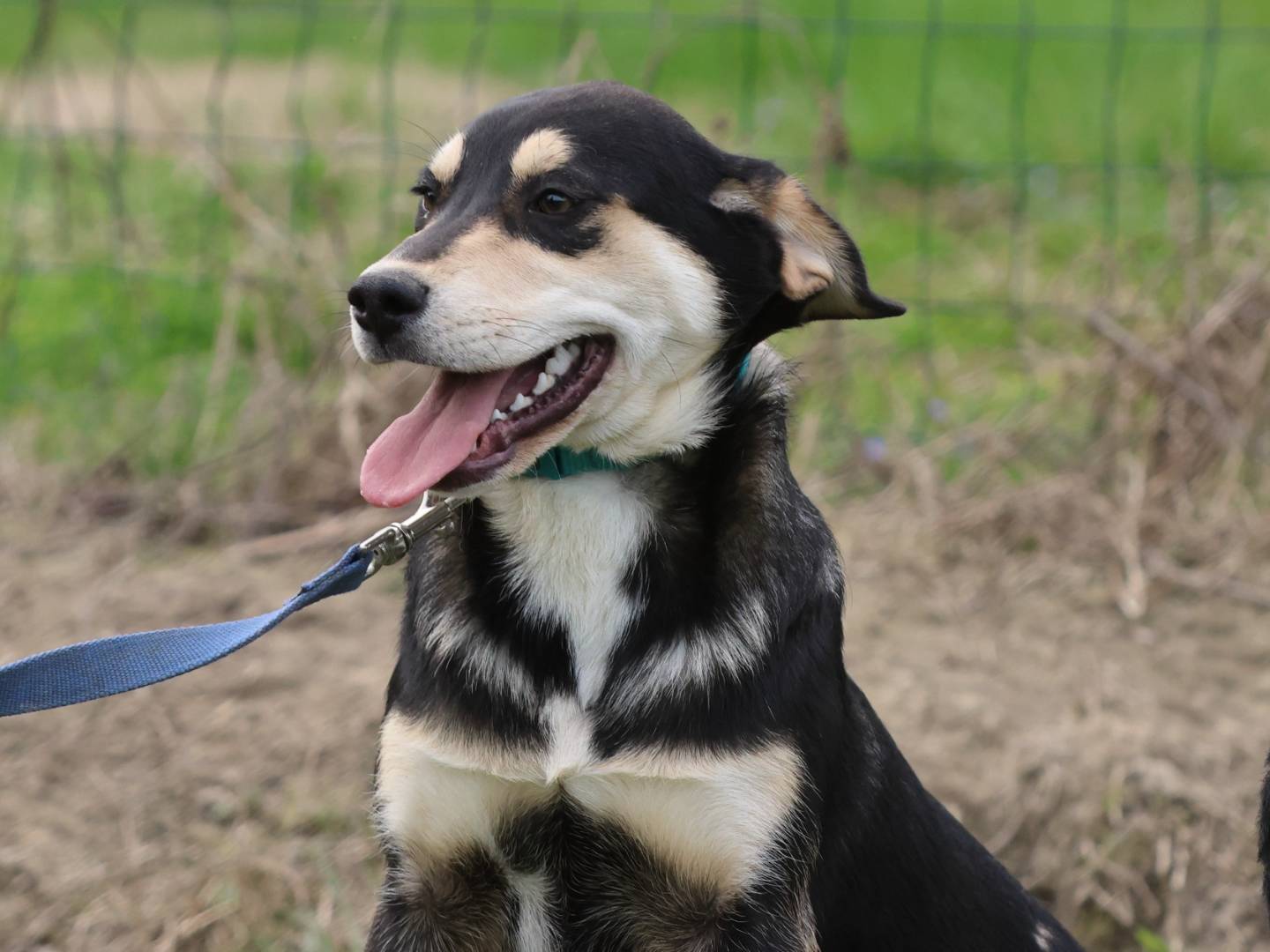 Adotta un cane, taglia media, femmina, Piacenza