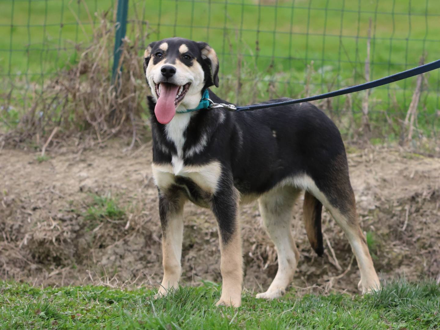Adotta il cane MAXIMA a Piacenza