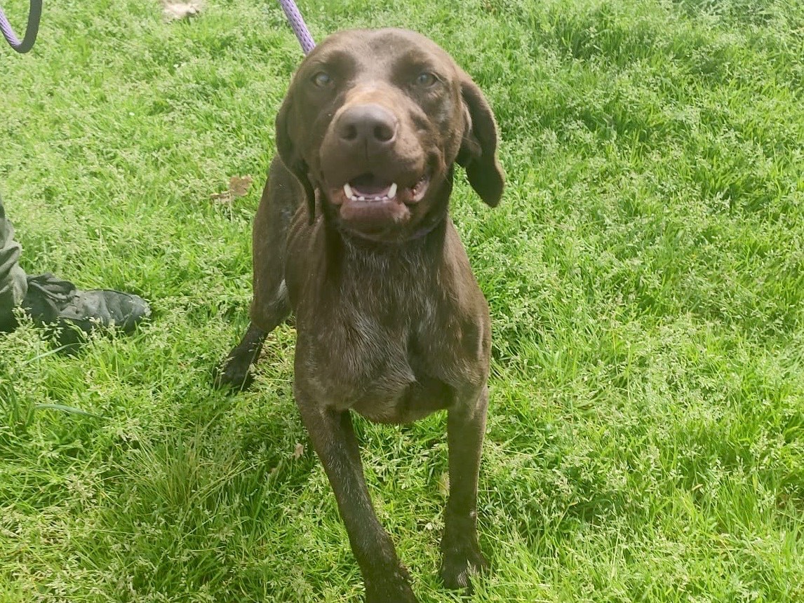 Adozione cane, femmina, Bracco Razza sconosciuta, 1 anno e 7 mesi, taglia media, Cosenza