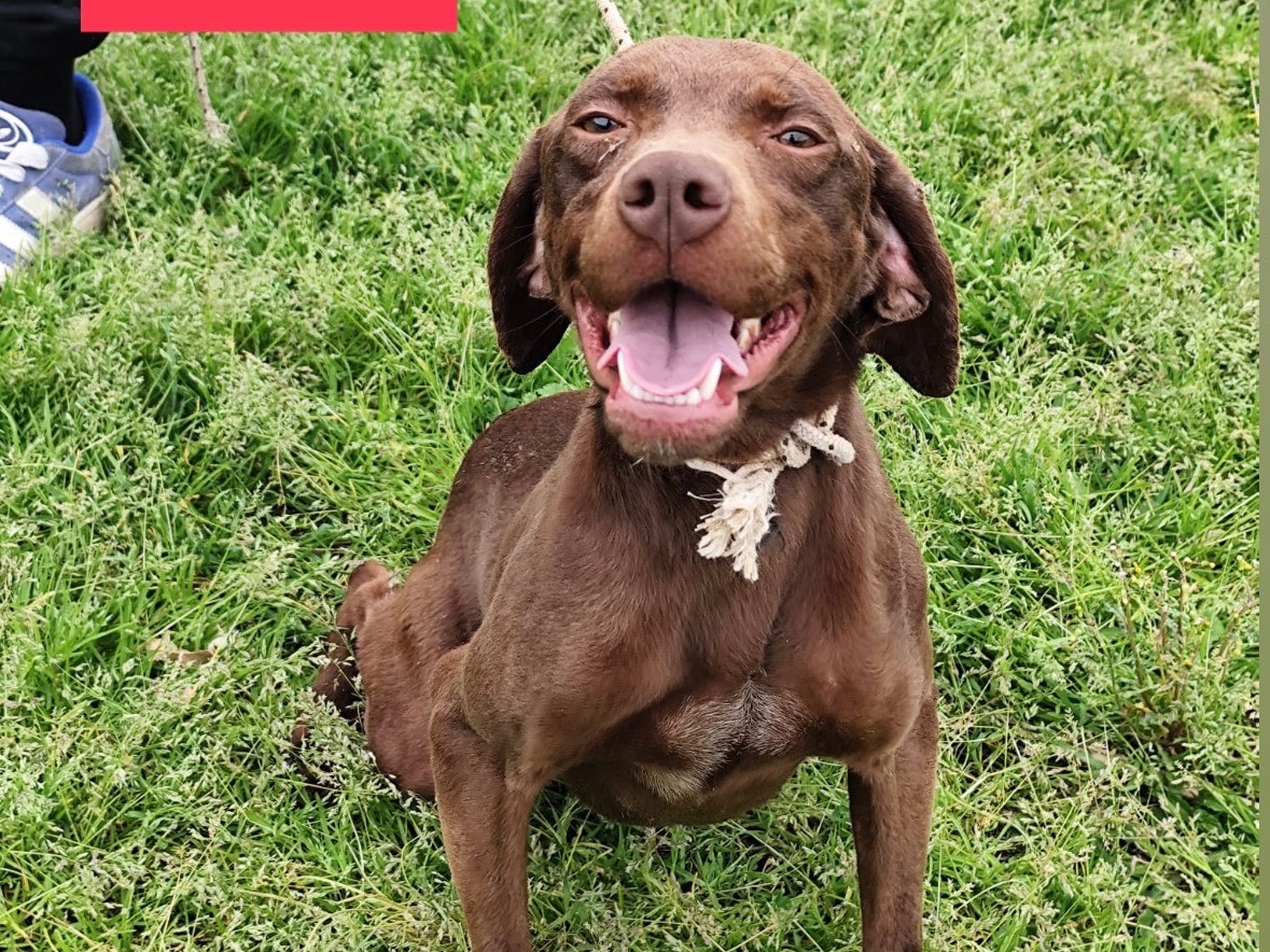 Adozione cane, femmina, Bracco Razza sconosciuta, 1 anno e 7 mesi, taglia media, Cosenza