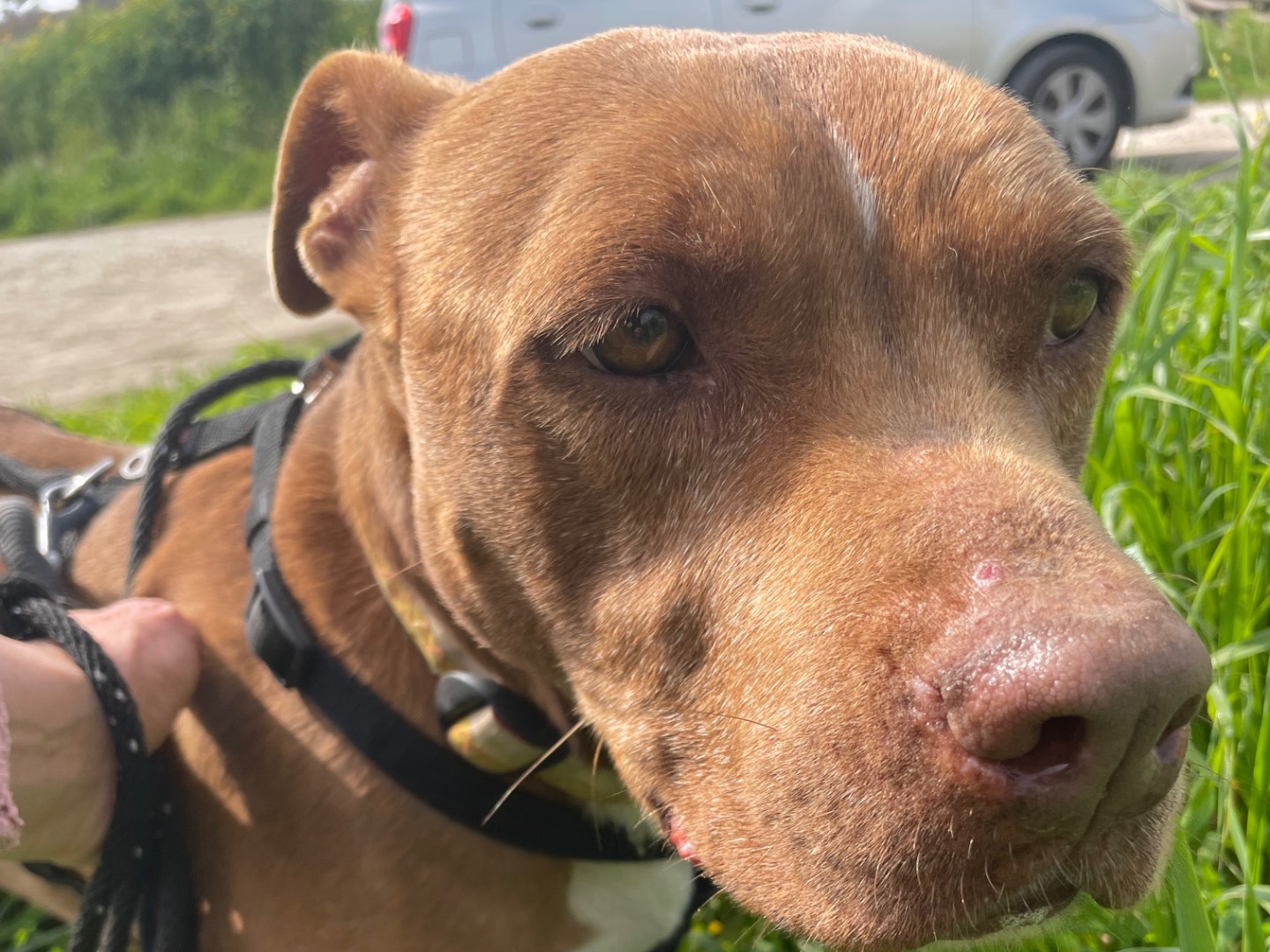 Adotta il cane BRIAN a Caserta