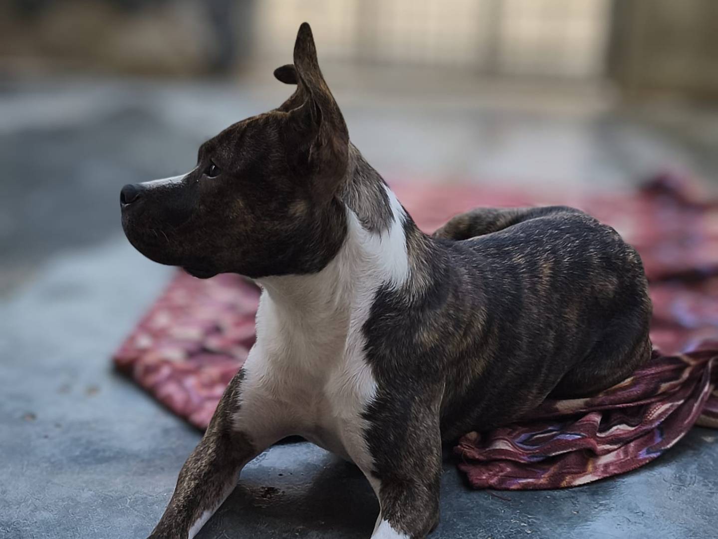 Adozione cane, femmina, Amstaff Razza sconosciuta, 1 anno e 5 mesi, taglia media, Bari