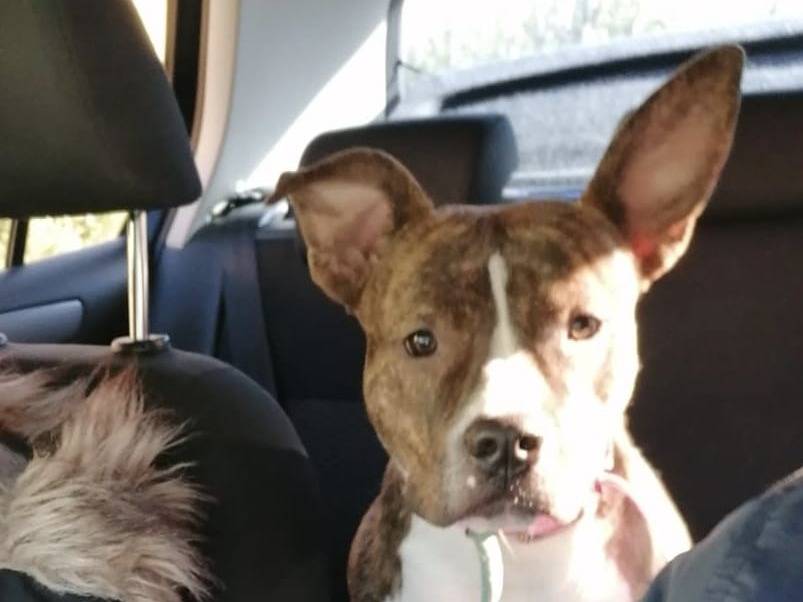 Adotta un cane, taglia media, femmina, Bari