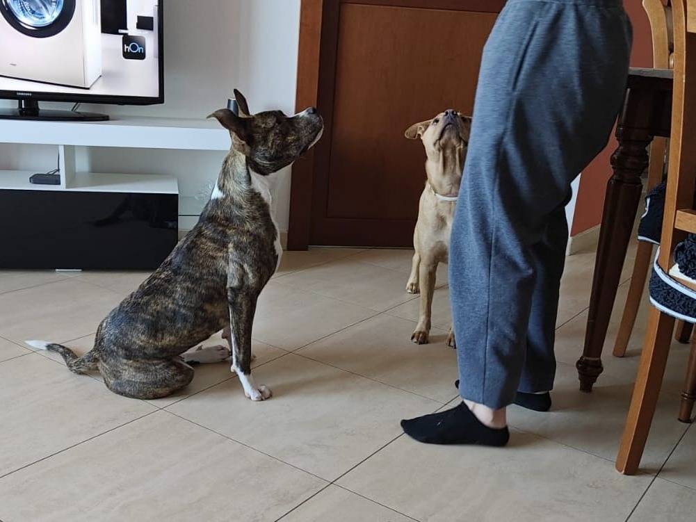 Vuoi adottare un cane a Bari?