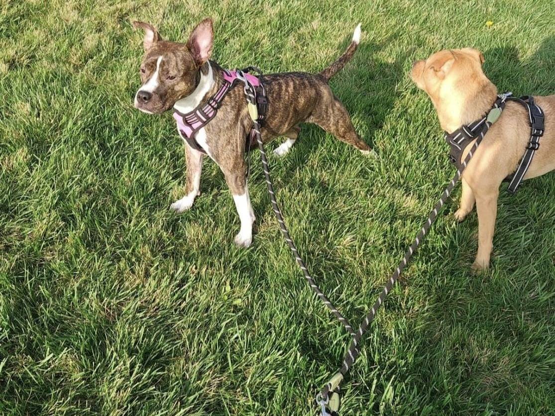 Adotta il cane Pippi a Bari