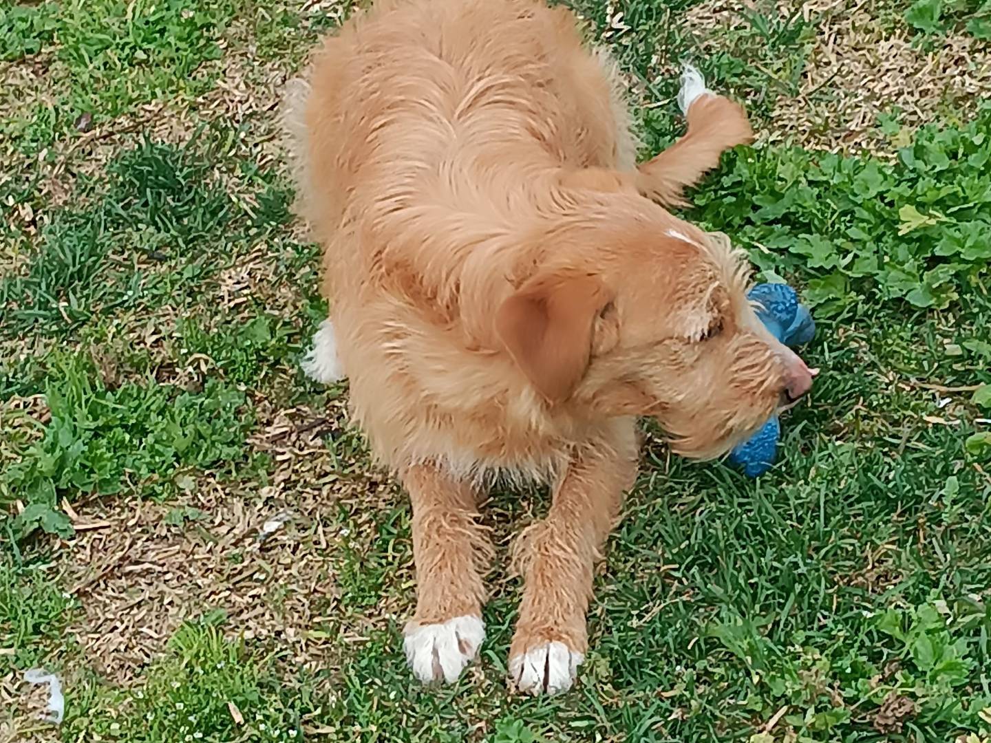 Adotta un cane, femmina, 9 mesi, Bologna
