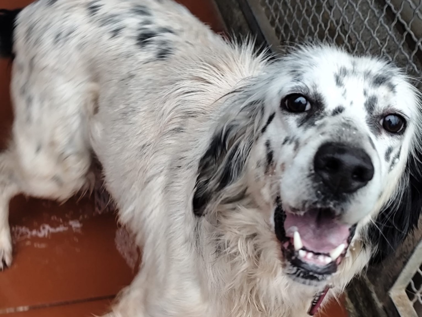 Adotta un cane, maschio, 6 anni e 10 mesi, Cosenza