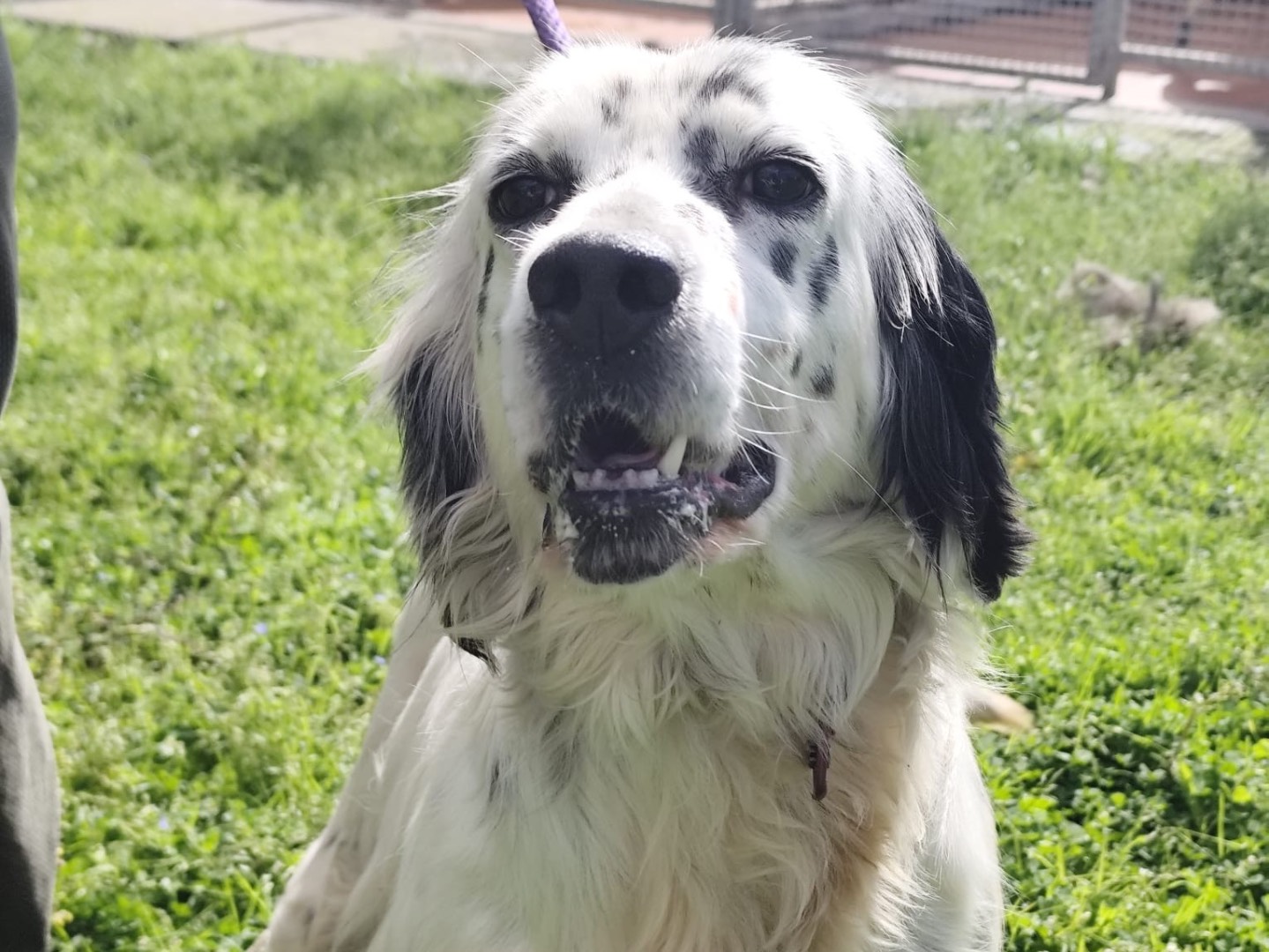 Adotta un cane, taglia media, maschio, Cosenza