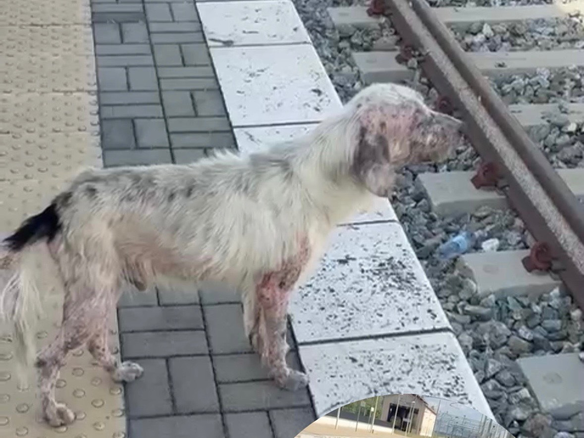 Vuoi adottare un cane a Cosenza?