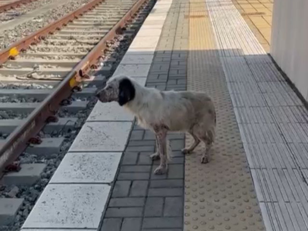 Adotta il cane Blues a Cosenza