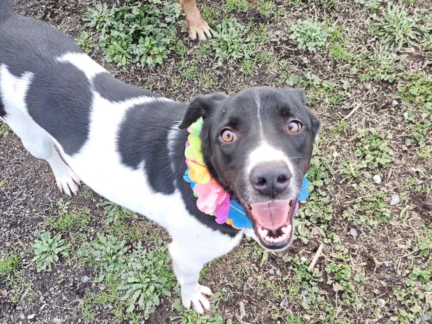 Adozione cane, maschio, Razza sconosciuta Razza sconosciuta, 2 anni e 2 mesi, taglia media, Roma