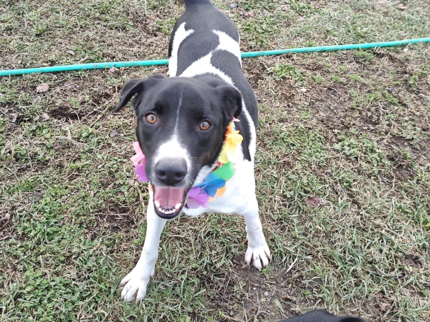 Adotta un cane, maschio, 2 anni e 2 mesi, Roma