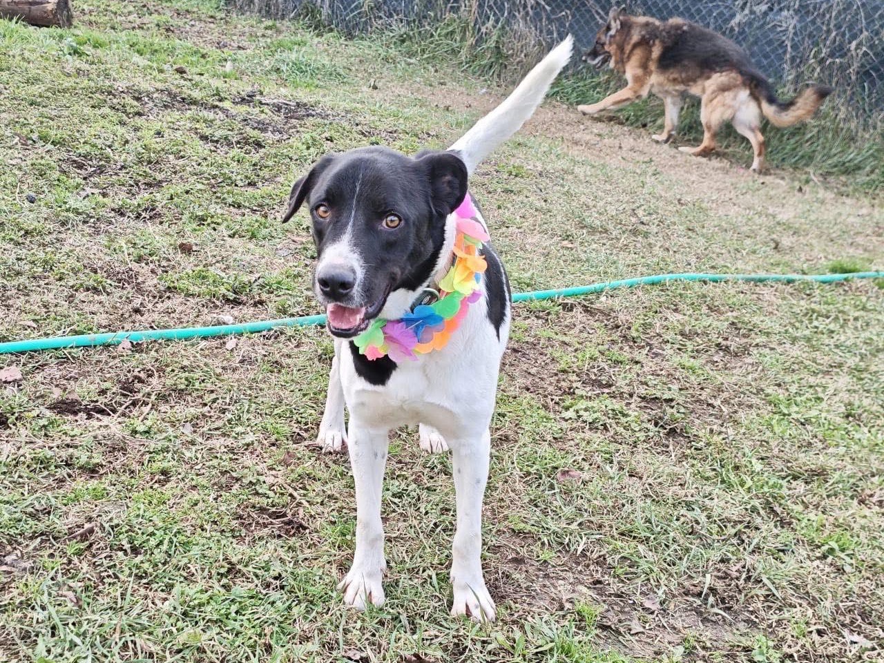 Adotta un cane, taglia media, maschio, Roma