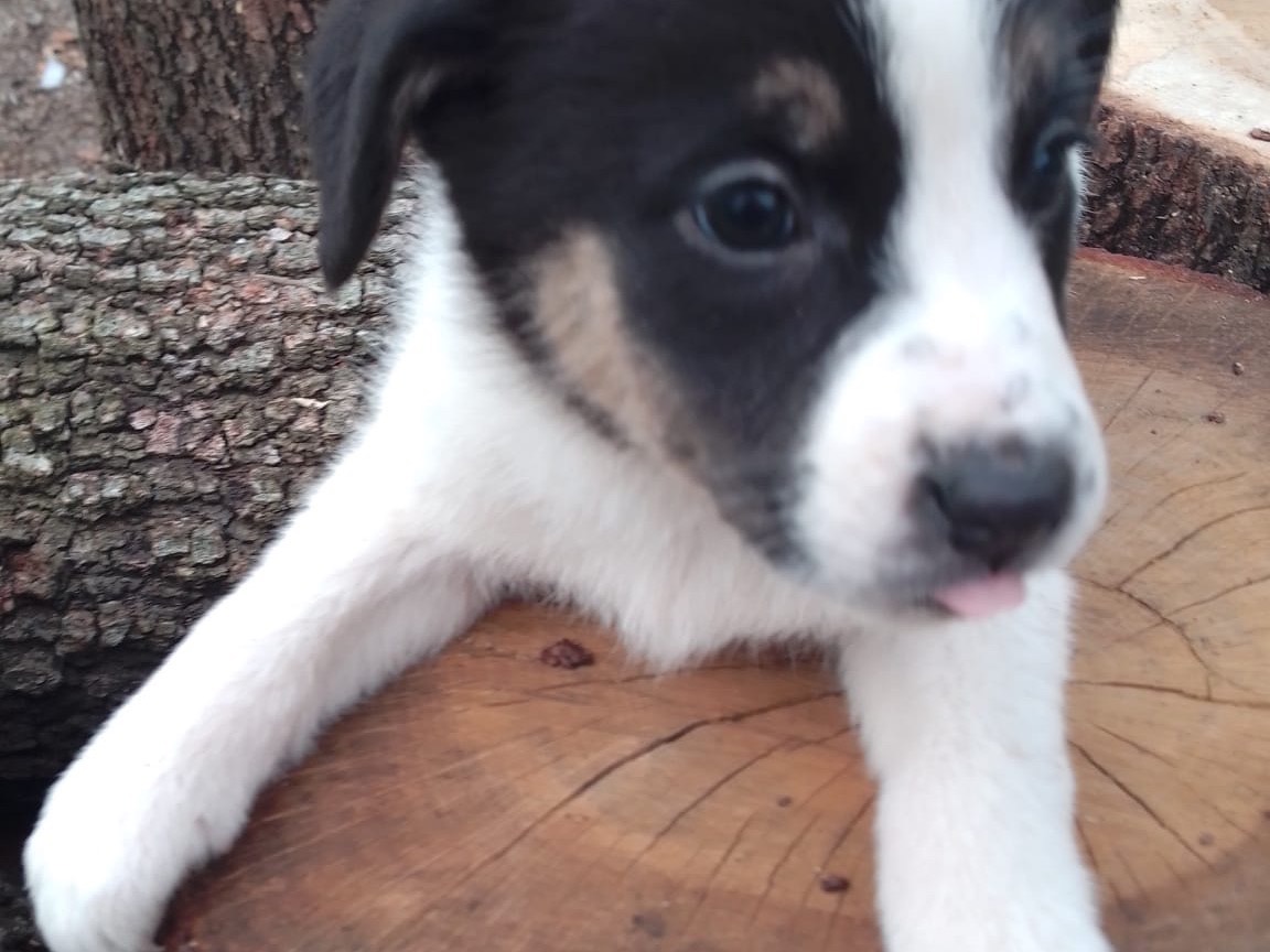 Adozione cane, femmina, Border Collie Razza sconosciuta, 2 mesi, taglia media, Avellino
