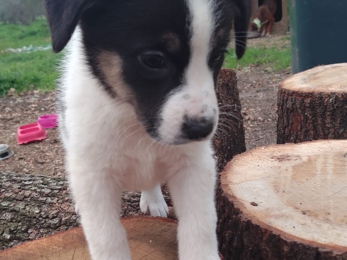 Adotta un cane, taglia media, femmina, Avellino
