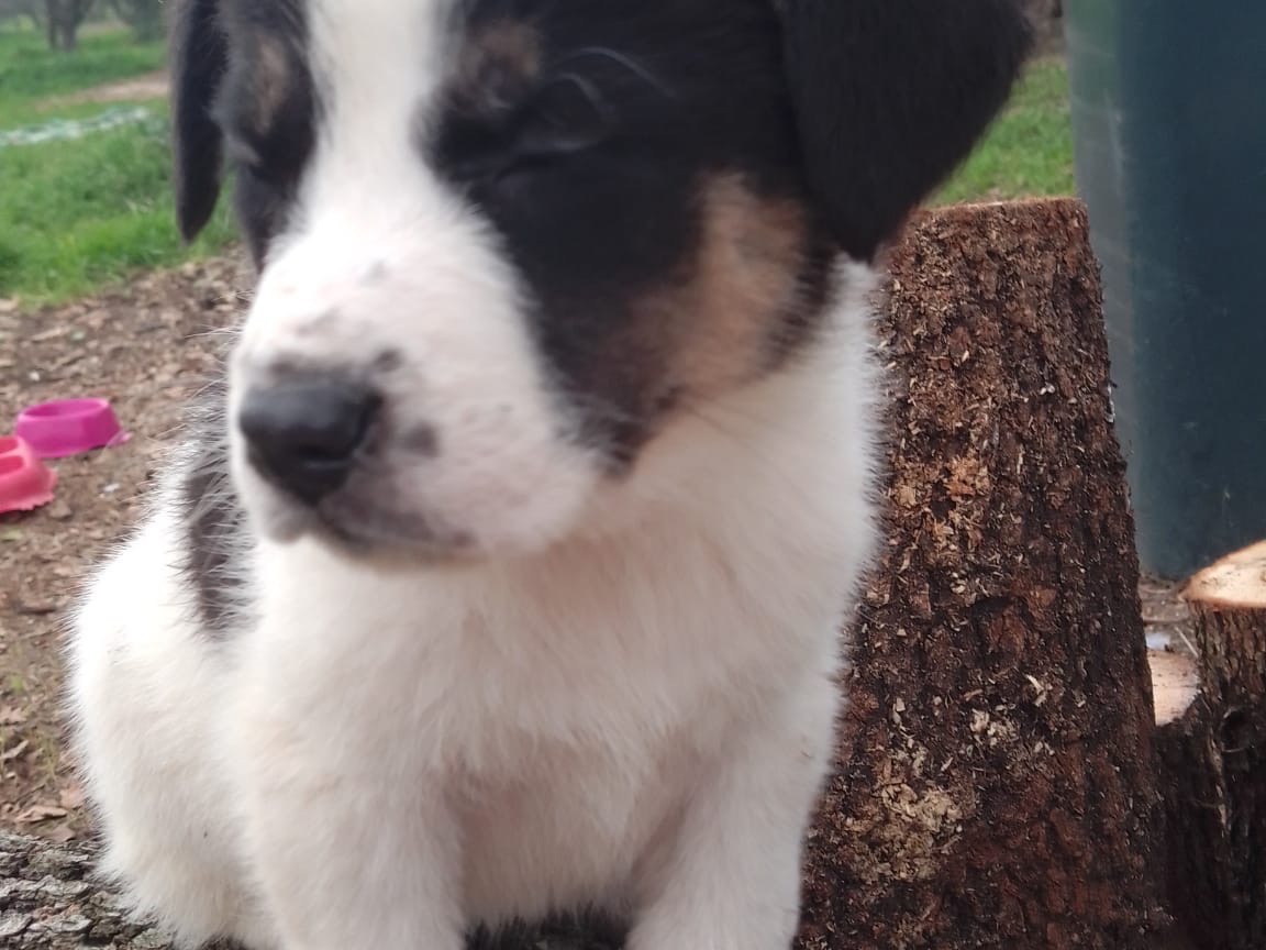 Vuoi adottare un cane a Avellino?