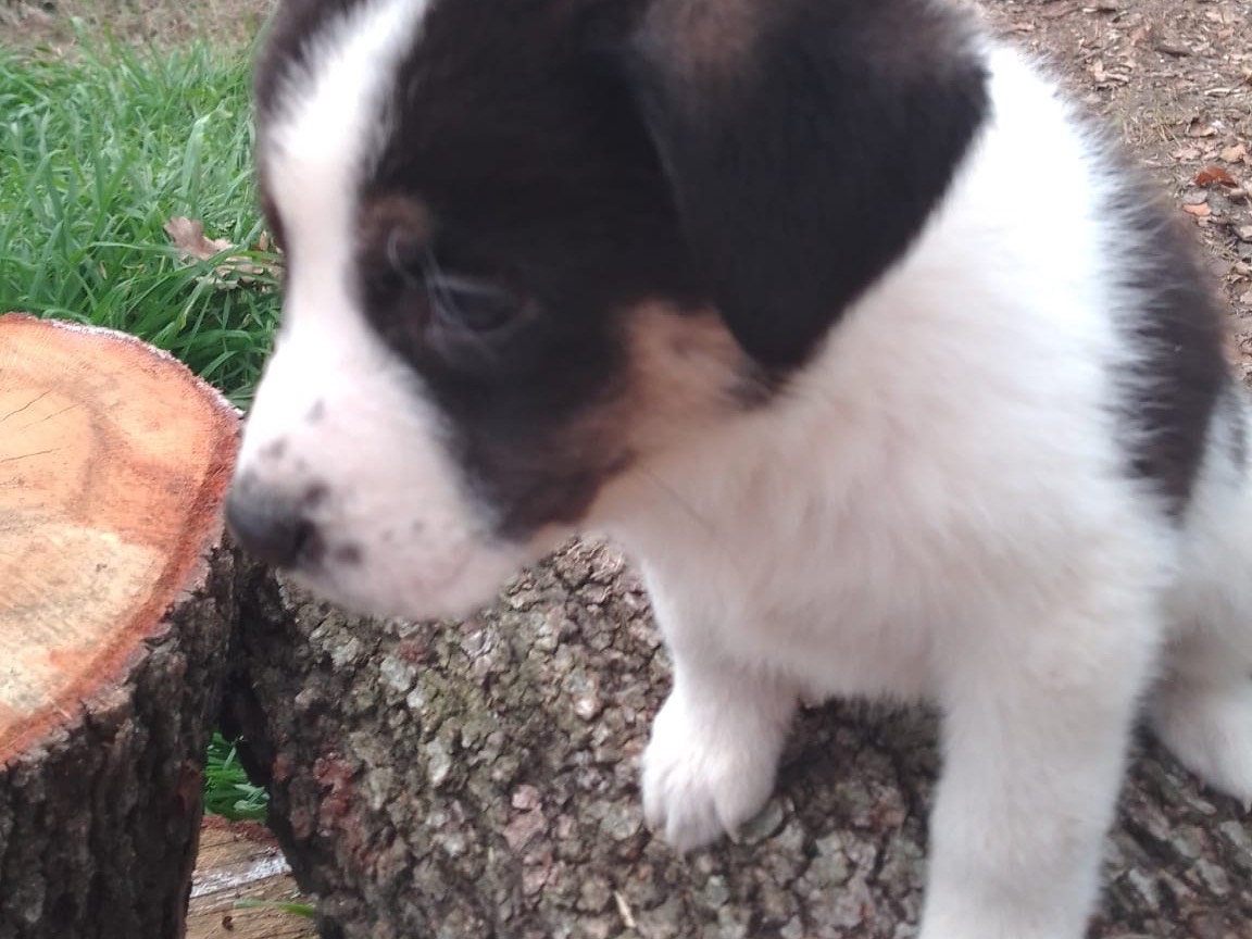 Adotta il cane Anais a Avellino