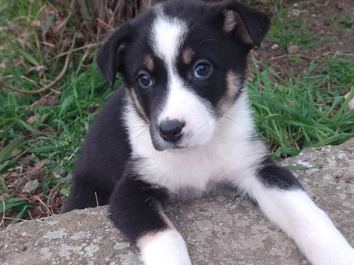 Adozione cane, femmina, Border Collie Razza sconosciuta, 2 mesi, taglia media, Avellino