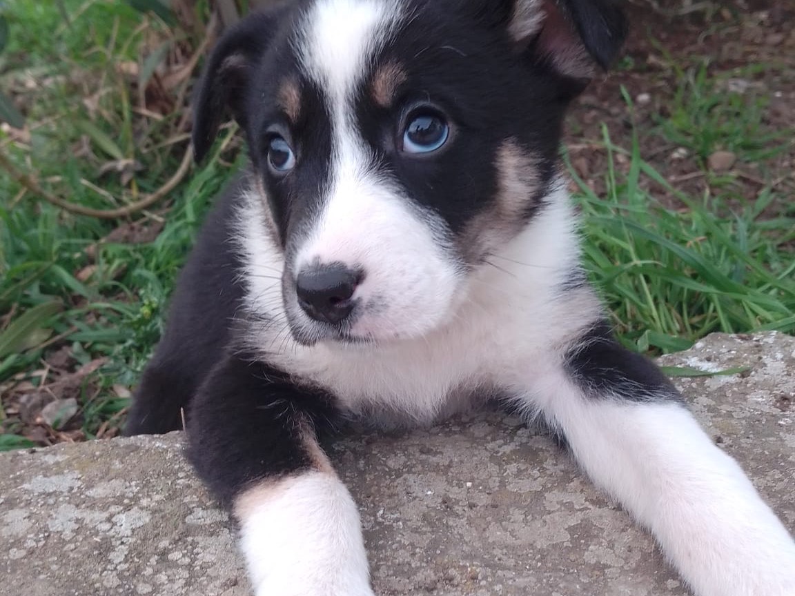Adotta un cane, femmina, 2 mesi, Avellino