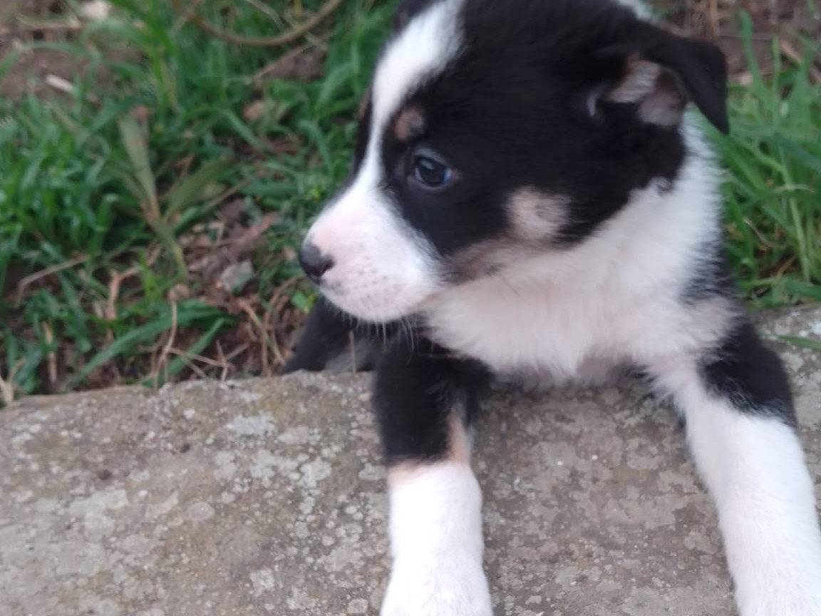 Adotta un cane, taglia media, femmina, Avellino