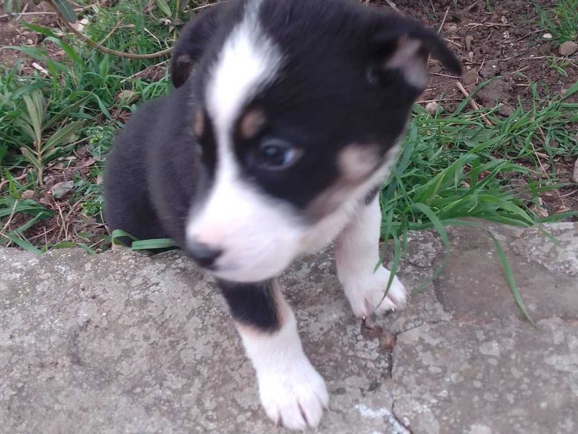 Vuoi adottare un cane a Avellino?