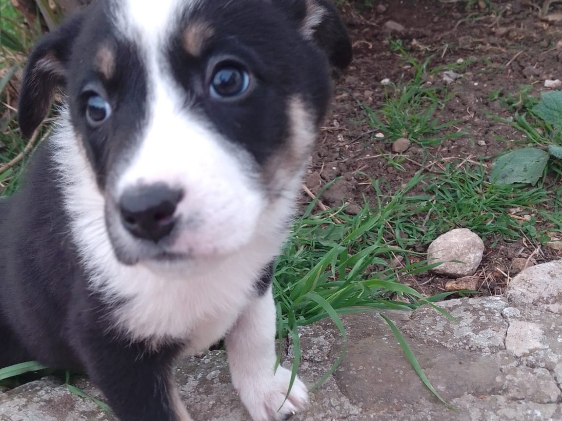 Adotta il cane Marie a Avellino