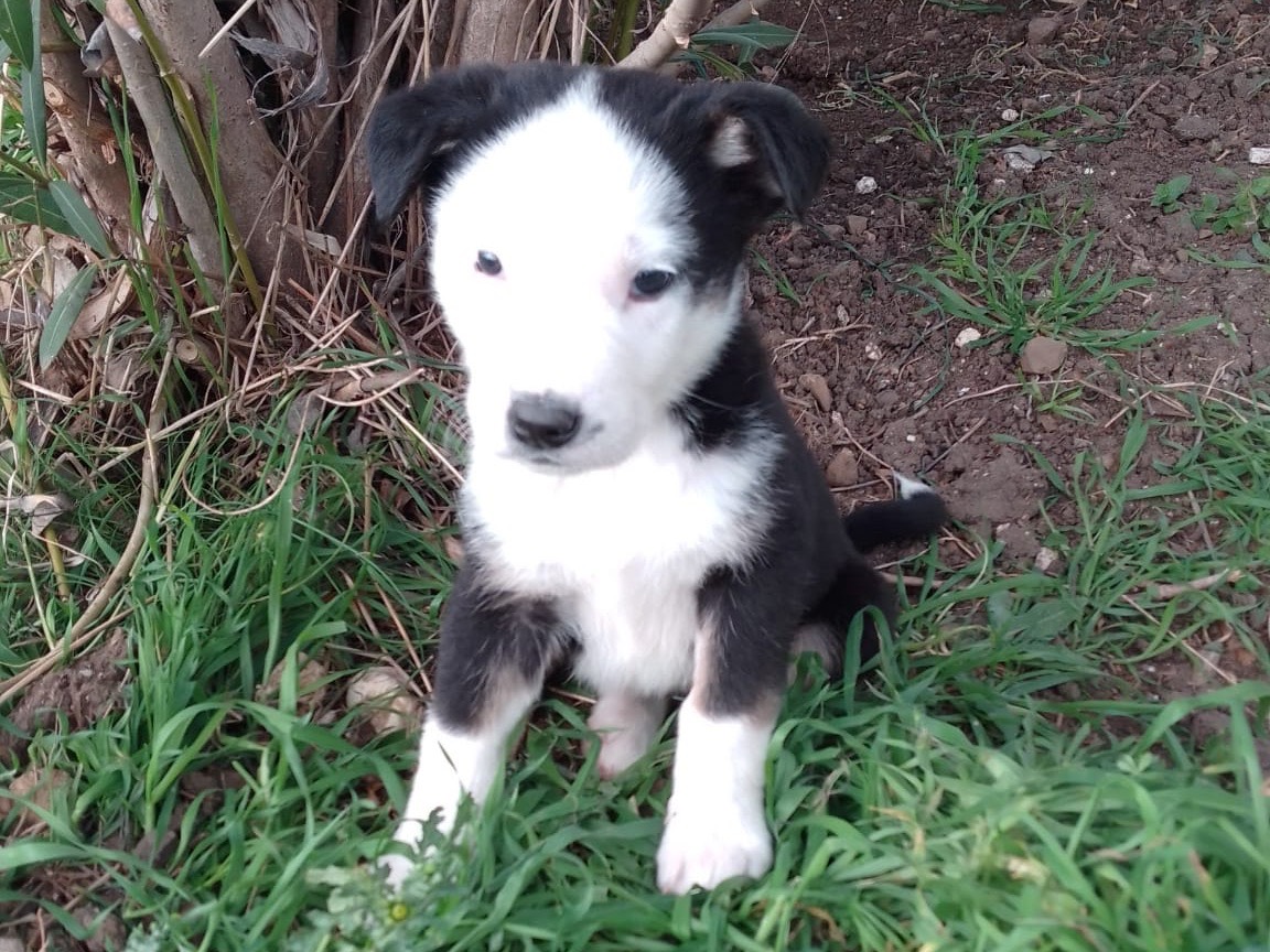 Adozione cane, maschio, Border Collie Razza sconosciuta, 2 mesi, taglia media, Avellino
