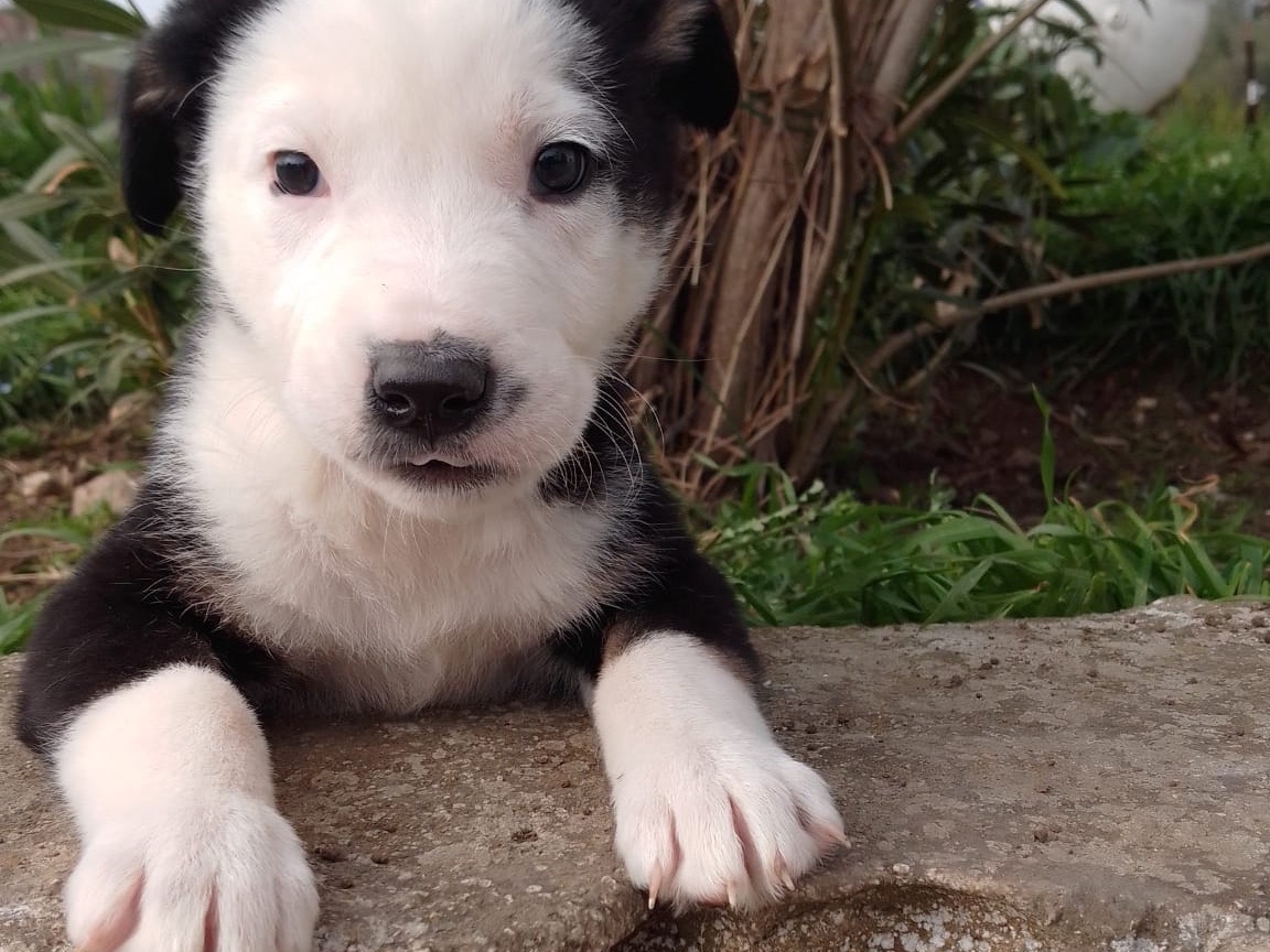 Adotta un cane, maschio, 2 mesi, Avellino