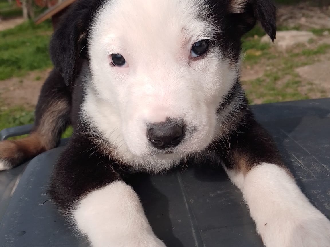 Adotta un cane, taglia media, maschio, Avellino