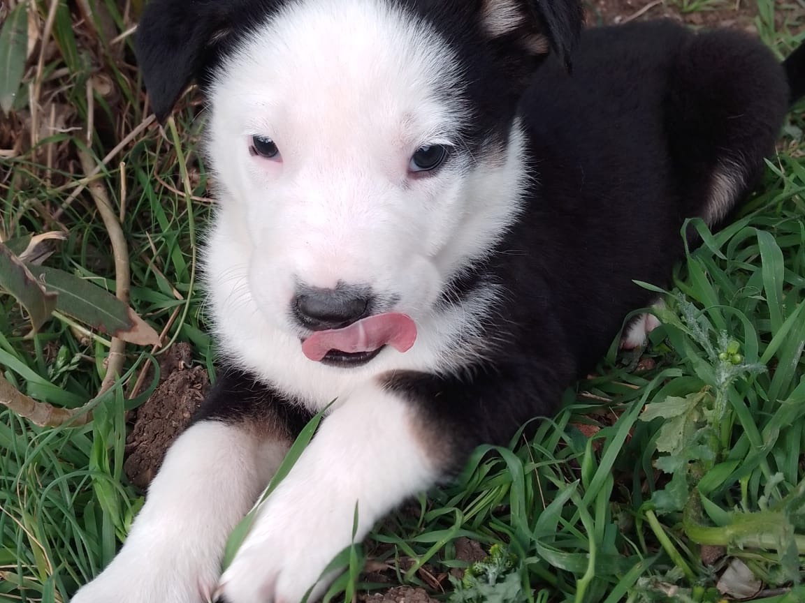 Vuoi adottare un cane a Avellino?