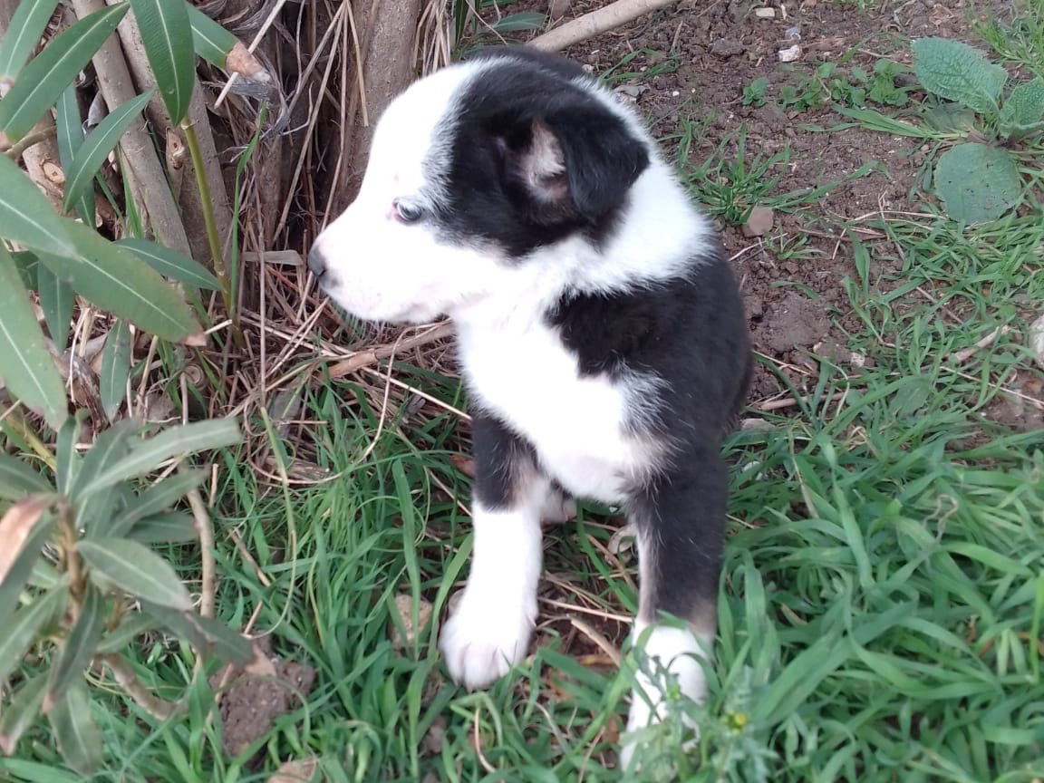 Adotta il cane LOUIS a Avellino