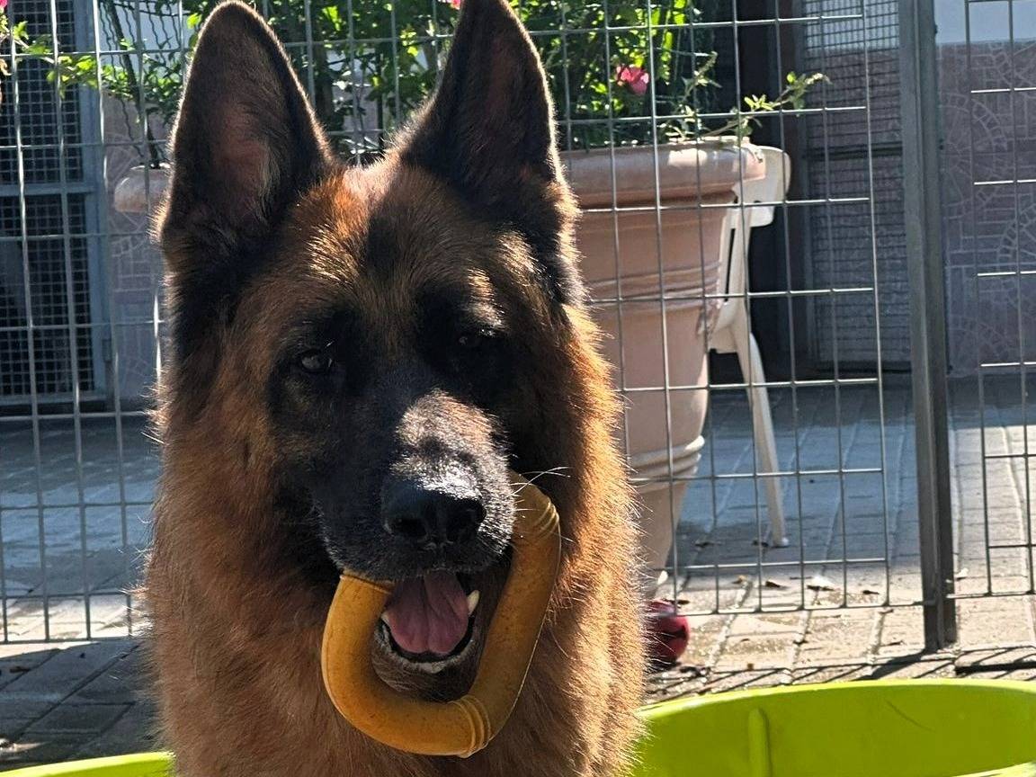 Adozione cane, maschio, Razza sconosciuta Razza sconosciuta, 9 anni e 1 mese, taglia grande, Milano