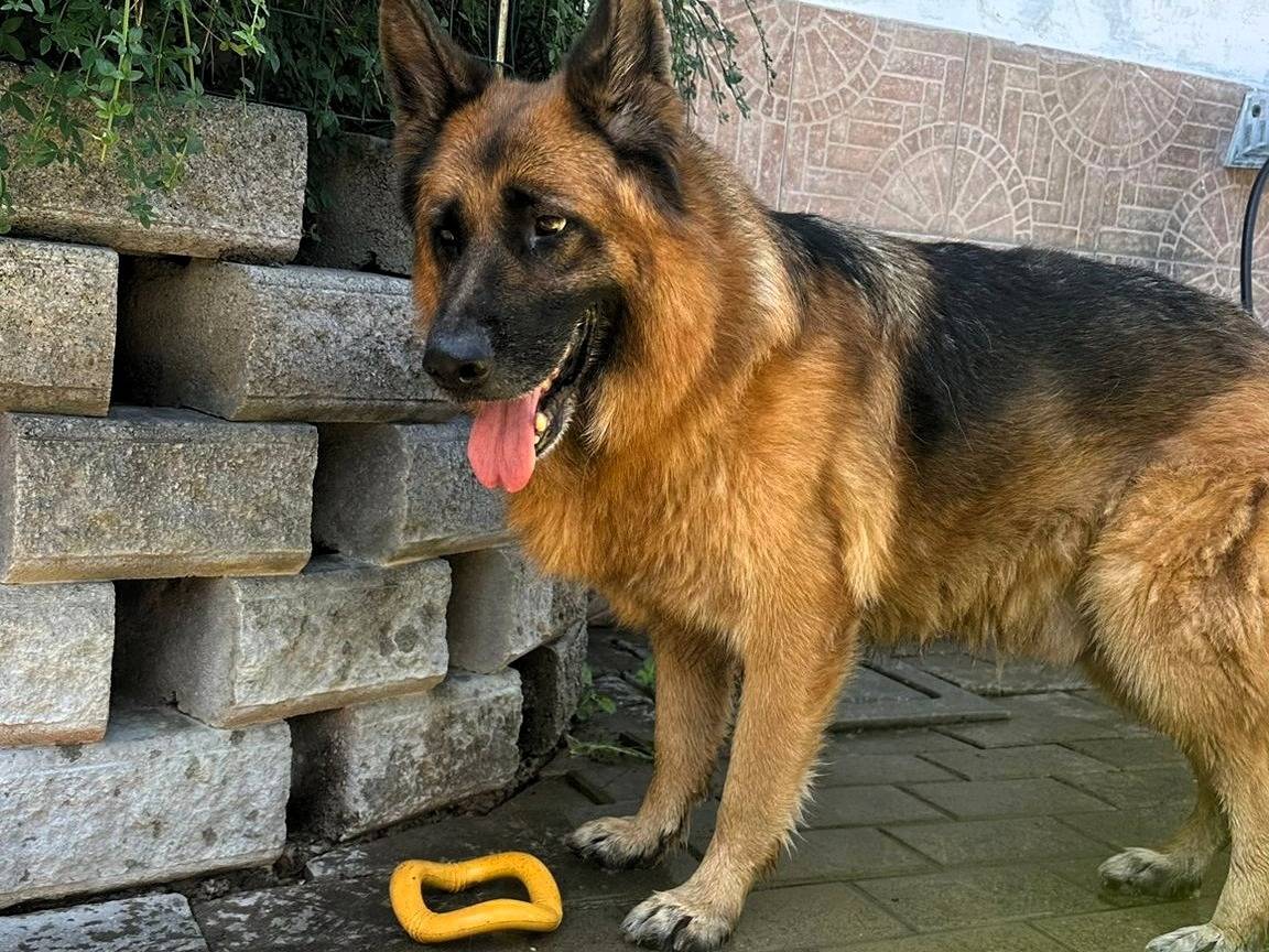 Adotta un cane, maschio, 9 anni e 1 mese, Milano