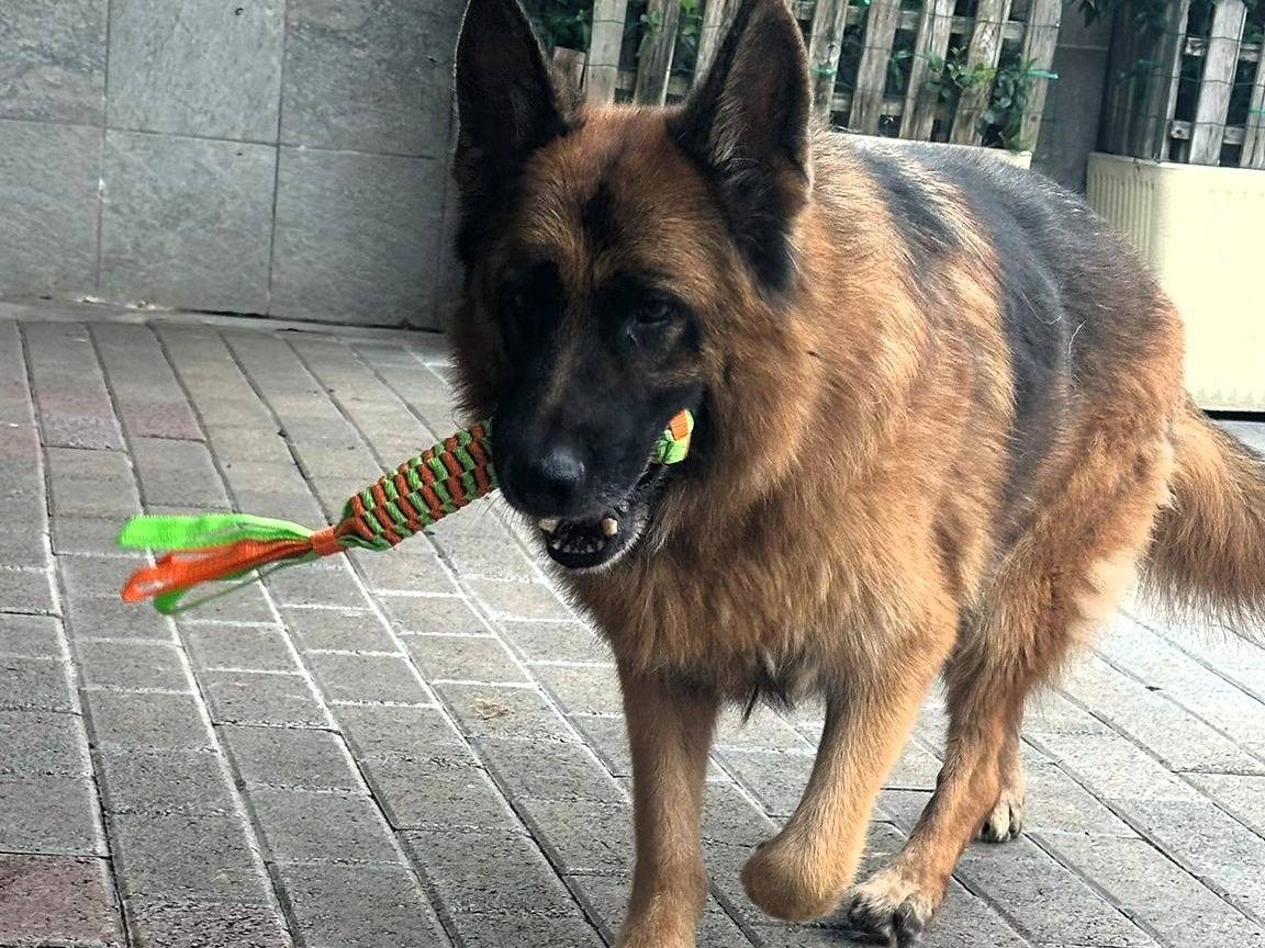 Adotta un cane, taglia grande, maschio, Milano