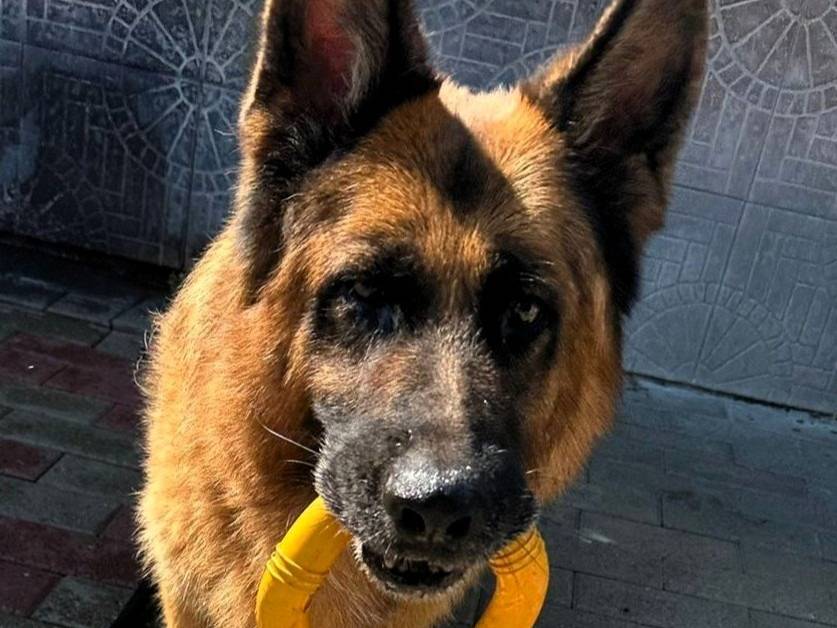 Vuoi adottare un cane a Milano?