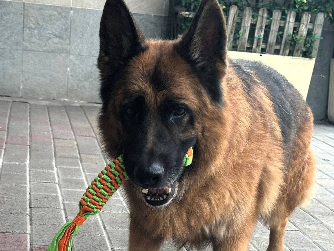 Adotta il cane IBRA a Milano