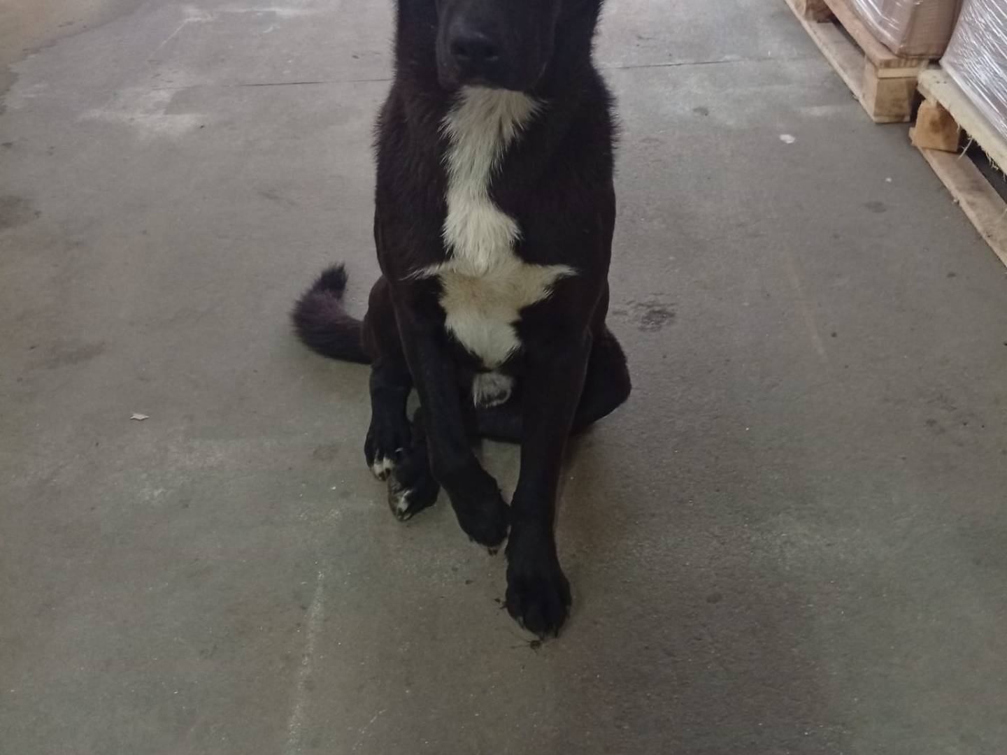 Adotta un cane, maschio, 1 anno e 2 mesi, Napoli