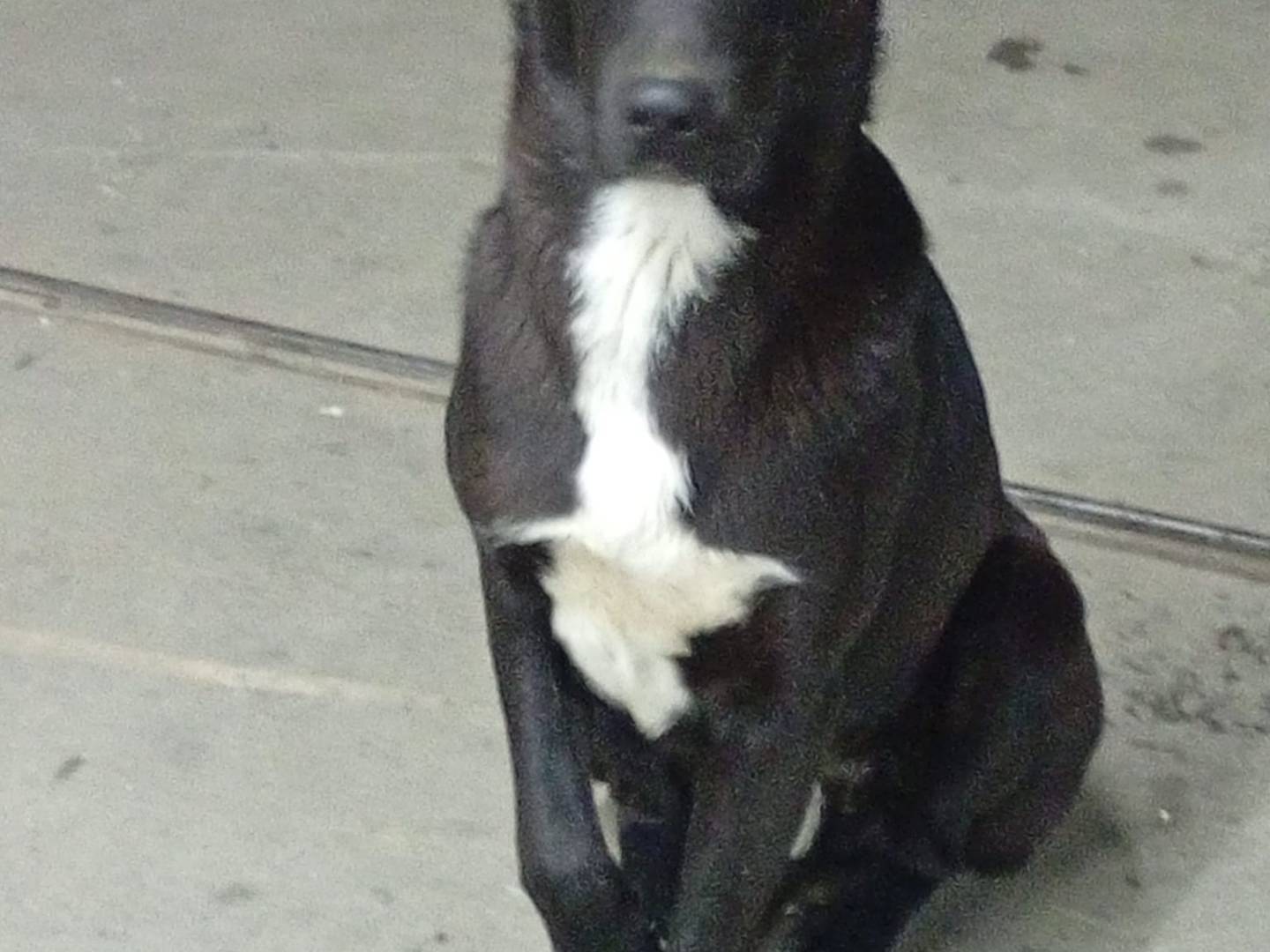 Adotta un cane, taglia grande, maschio, Napoli