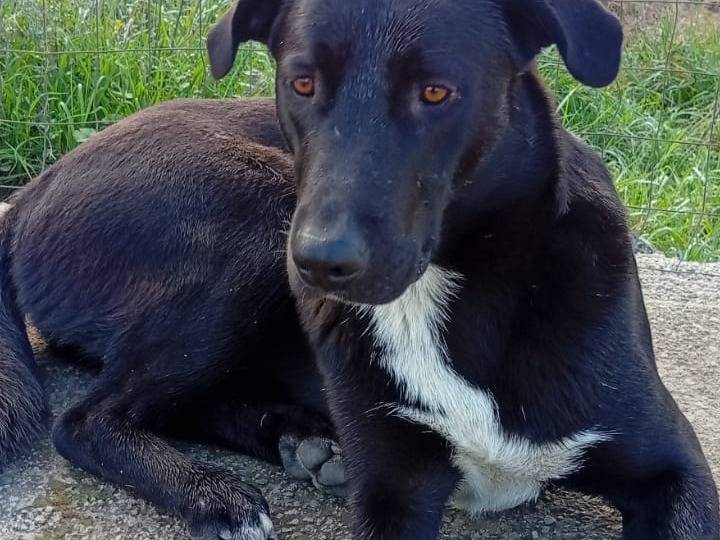 Vuoi adottare un cane a Napoli?