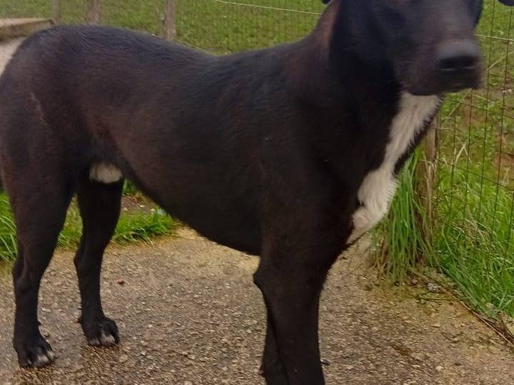 Adotta il cane Roky a Napoli