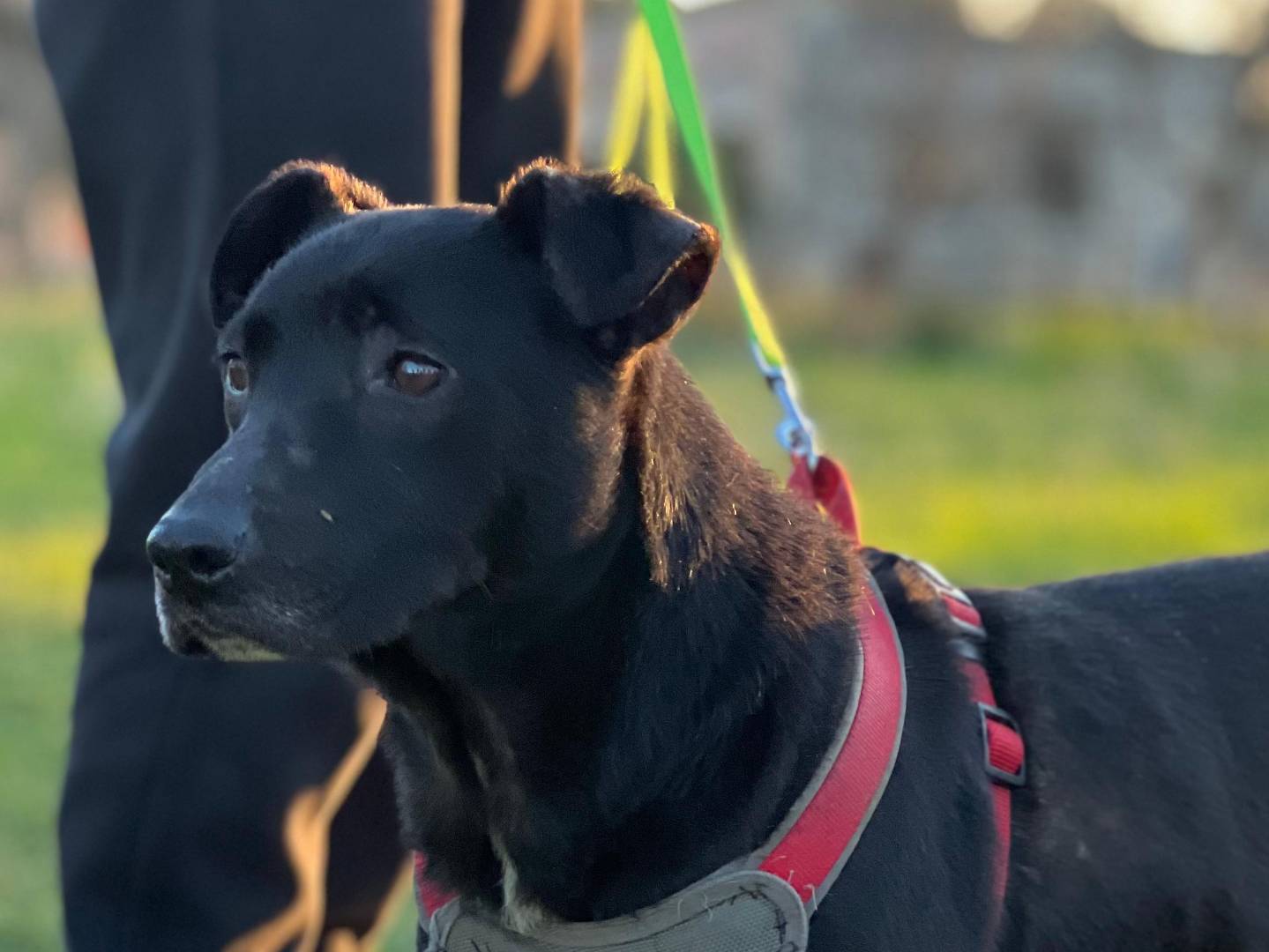 Adozione cane, femmina, Amstaff Labrador Retriever, 5 anni e 1 mese, taglia media contenuta, Cremona