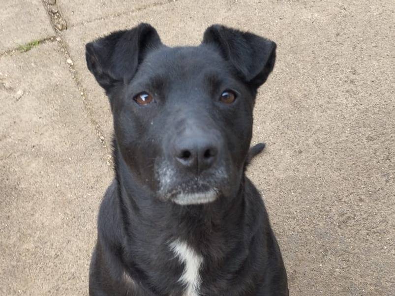 Adotta un cane, taglia media contenuta, femmina, Cremona