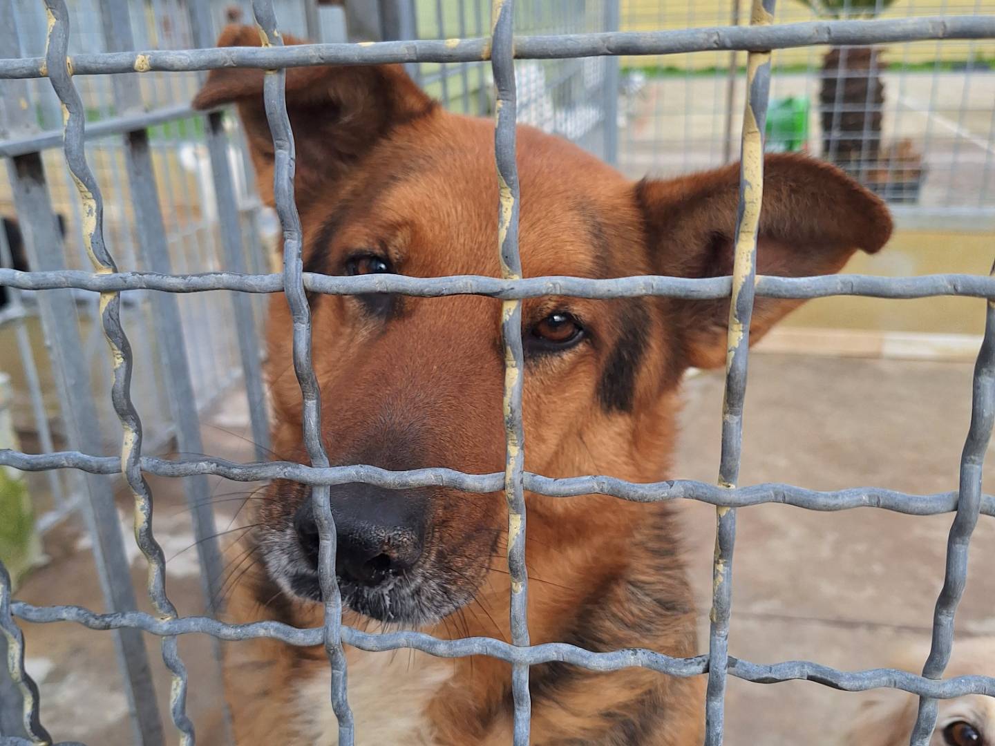 Adozione cane, maschio, Pastore tedesco Razza sconosciuta, 6 anni e 11 mesi, taglia grande, Napoli