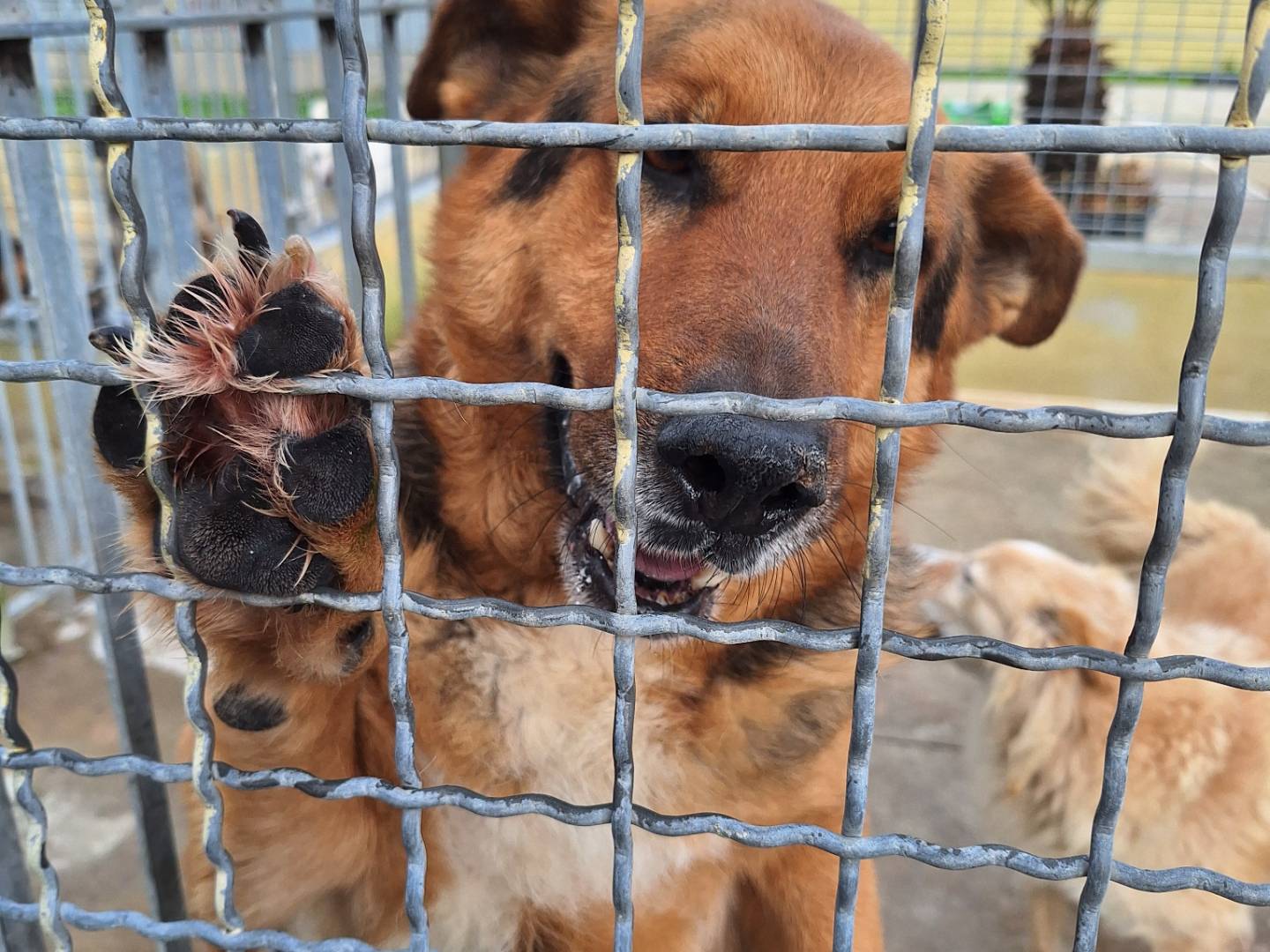Adotta un cane, maschio, 6 anni e 11 mesi, Napoli