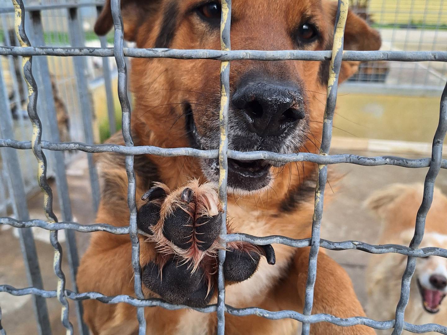 Adotta un cane, taglia grande, maschio, Napoli
