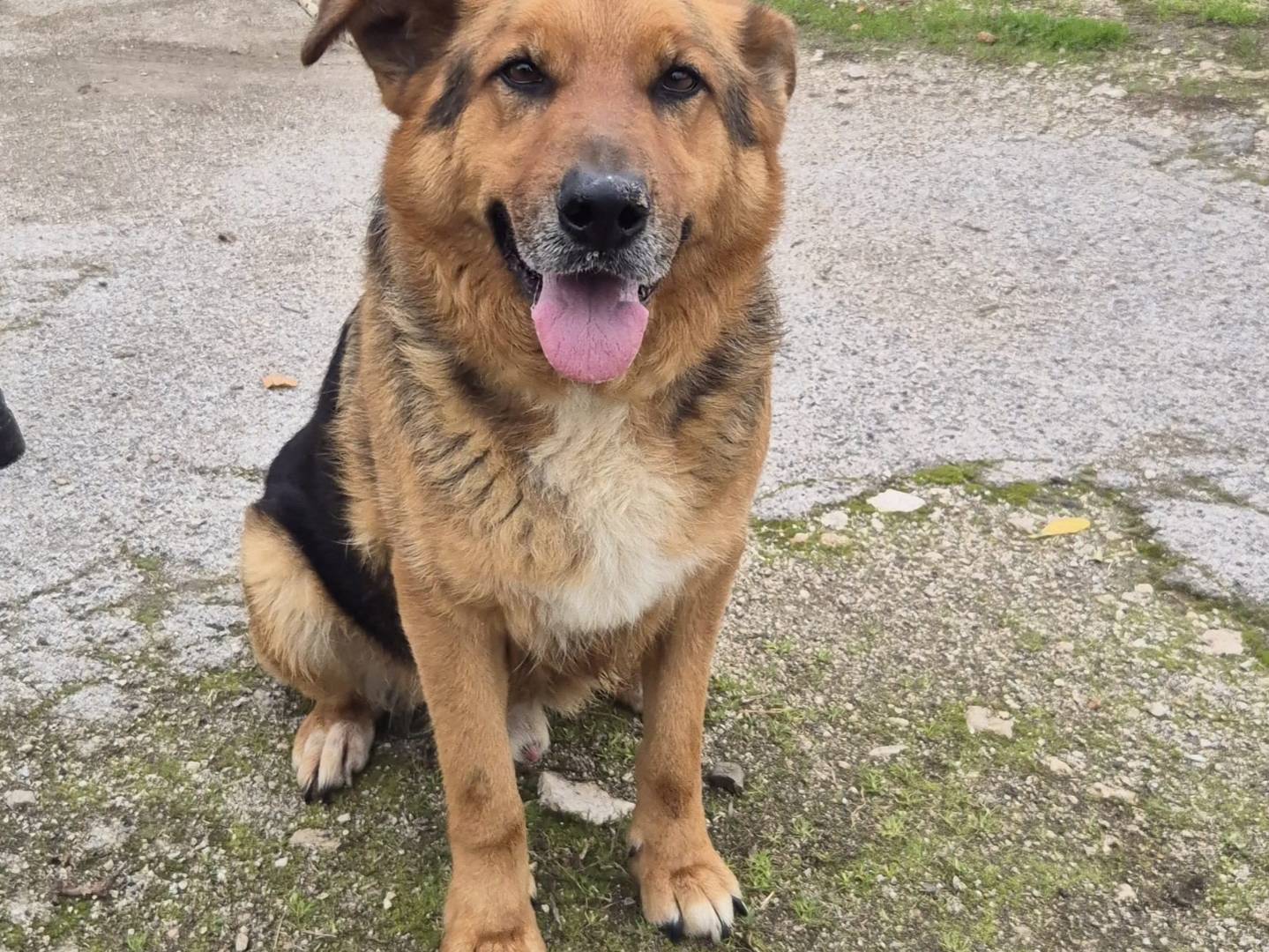 Vuoi adottare un cane a Napoli?